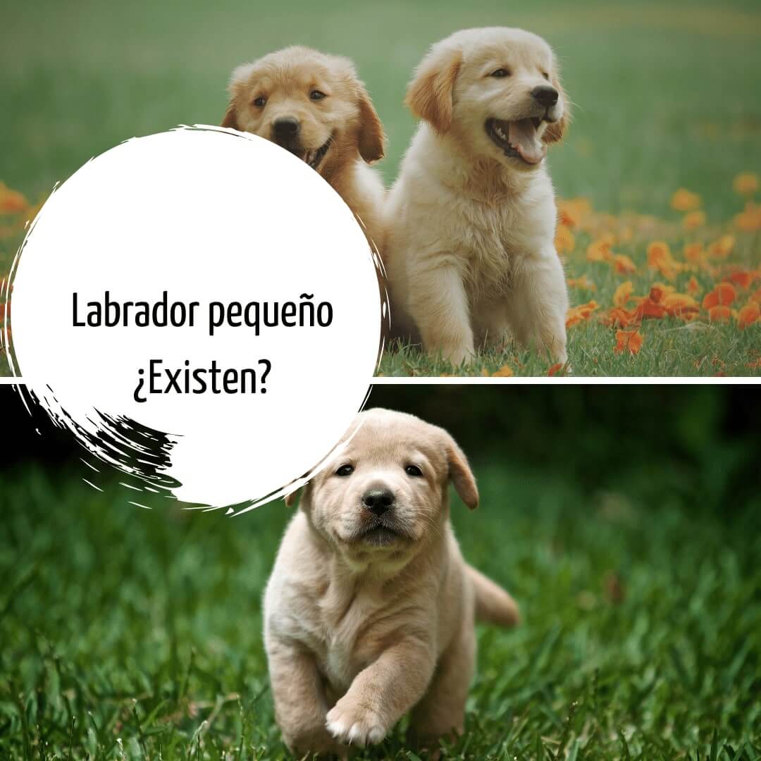 Labrador pequeño