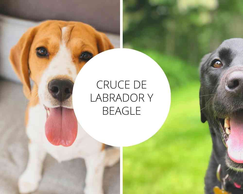 Cruce de Labrador y Beagle  