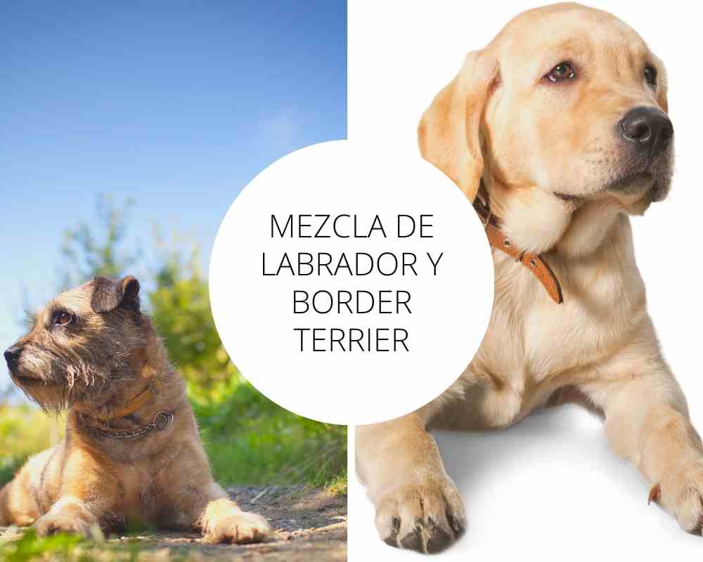 Mezcla de Labrador y Border Terrier