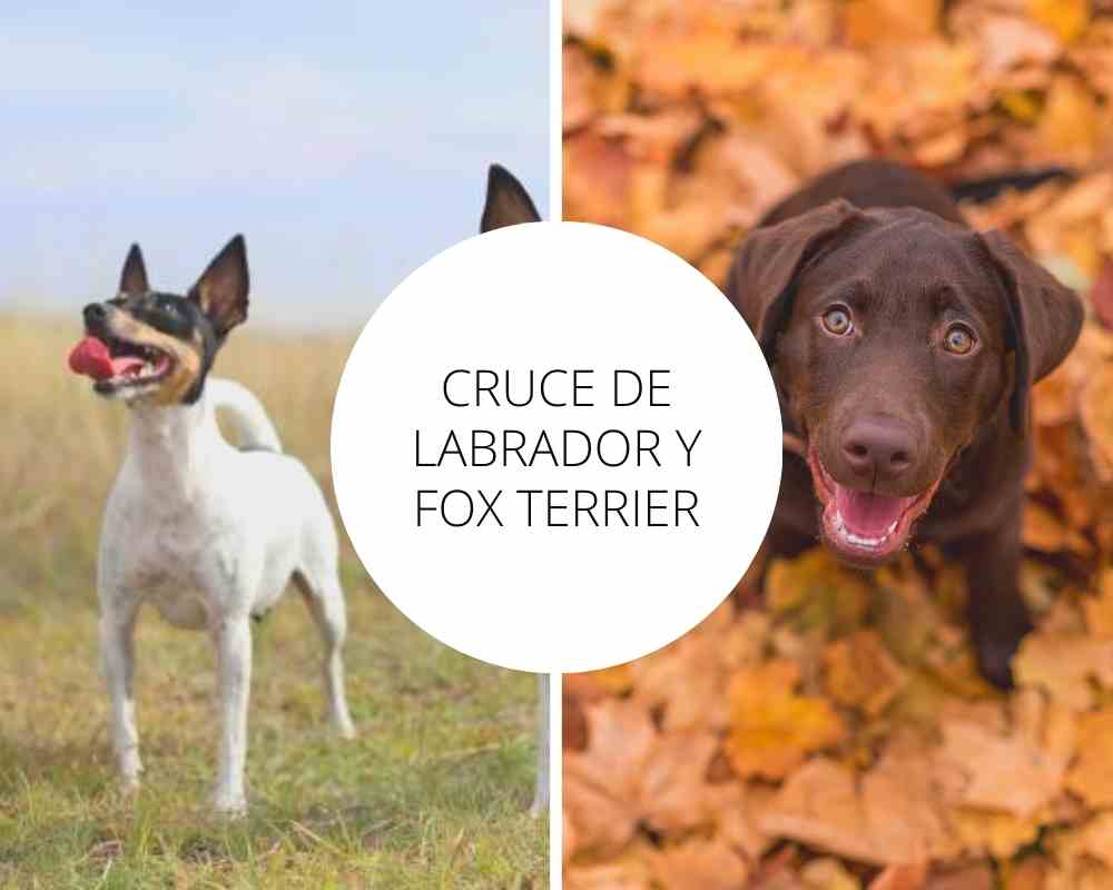 Cruce de Labrador y Fox Terrier