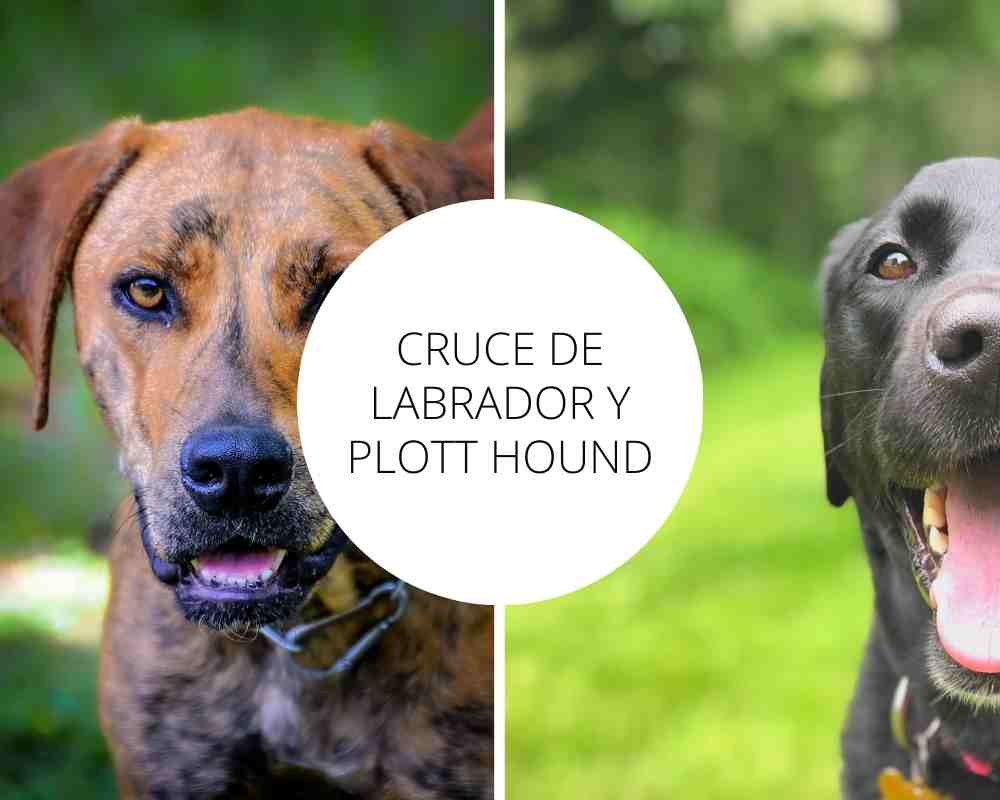 Cruce de Labrador y Plott Hound