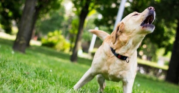 ¿Ladran mucho los Labradores?