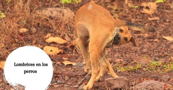 Lombrices en los perros - Síntomas y tratamientos