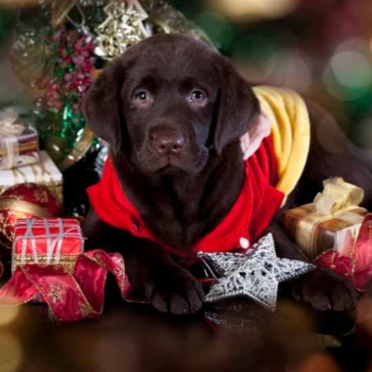 Los cachorros y las visitas navideñas