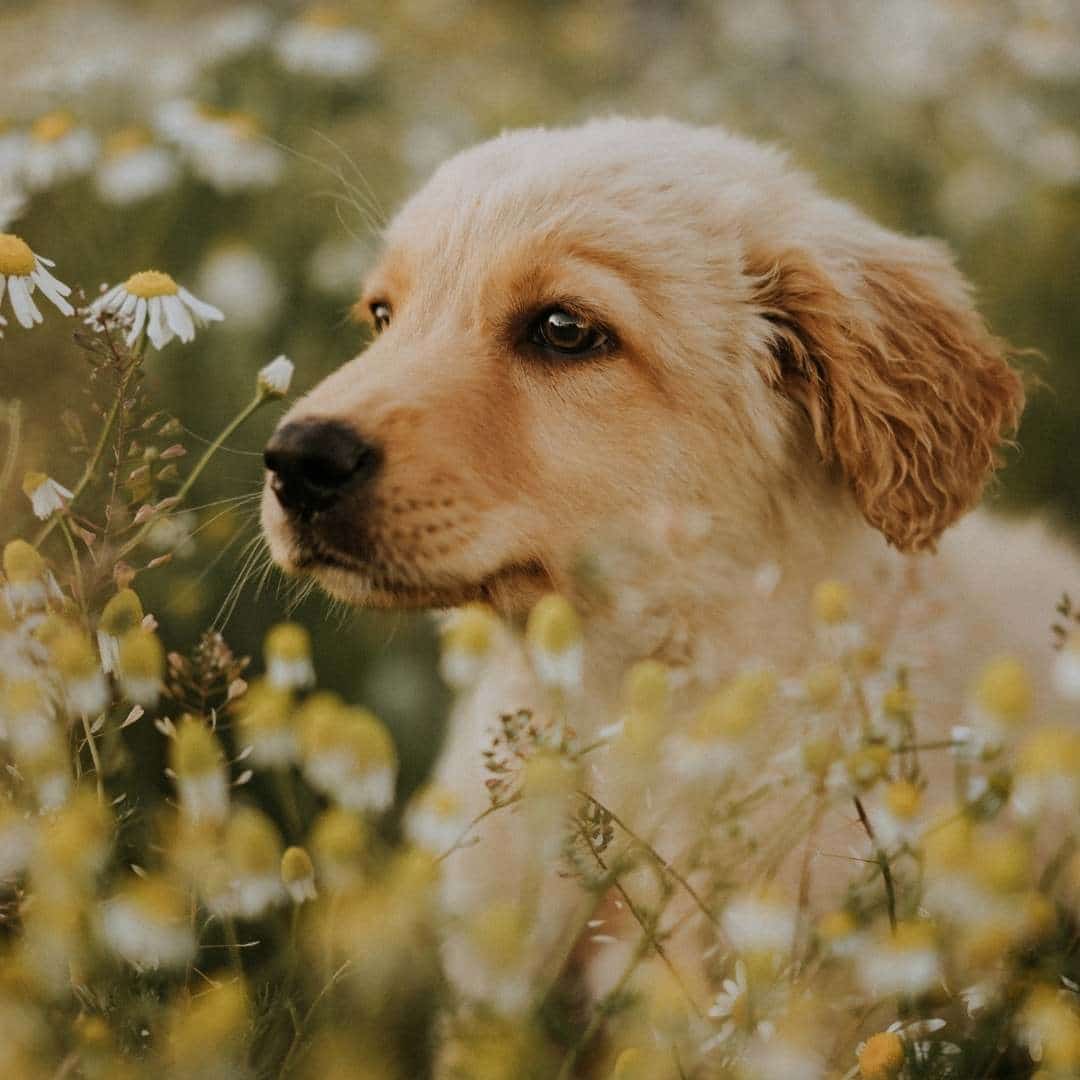 ¿Los labradores huelen o no?