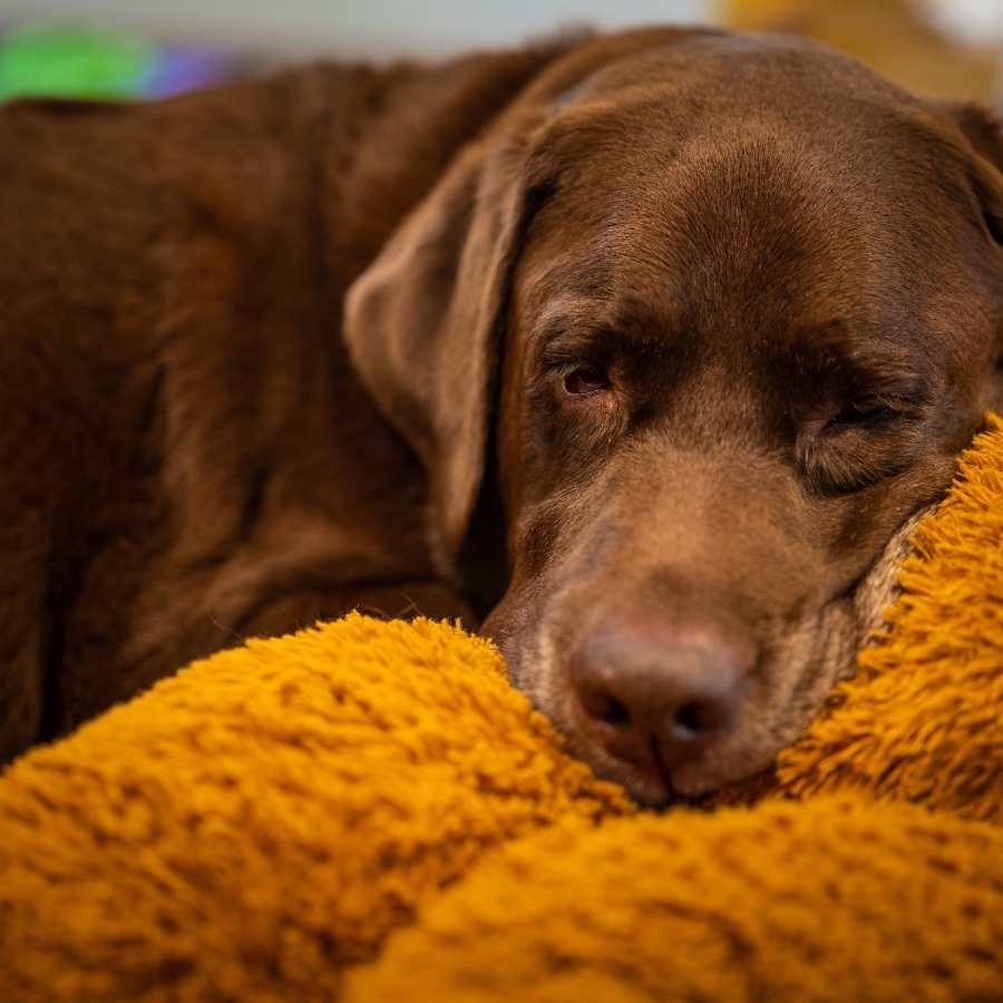 ¿Los perros duermen con los ojos abiertos?