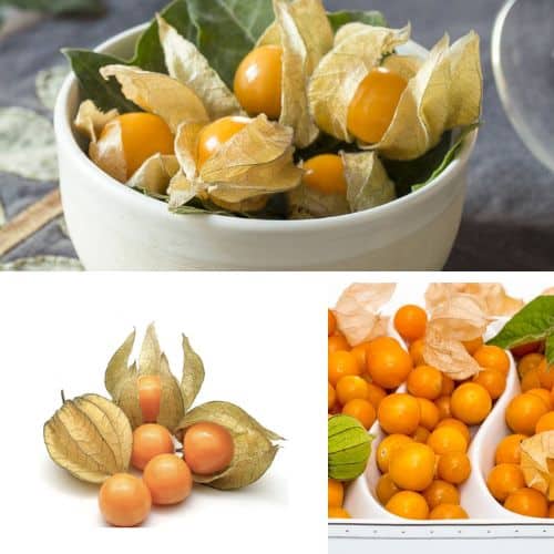 ¿Los perros pueden comer bayas doradas?