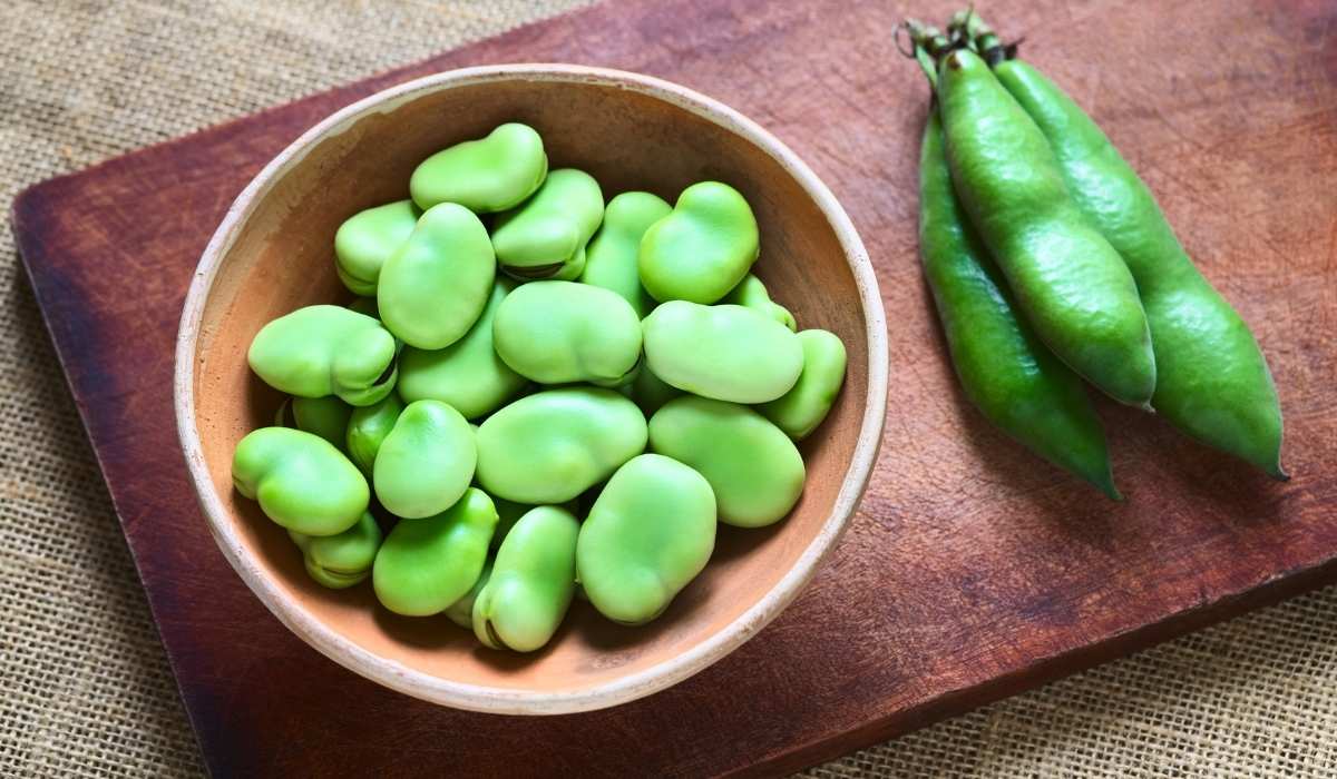 ¿Los perros pueden comer habas?