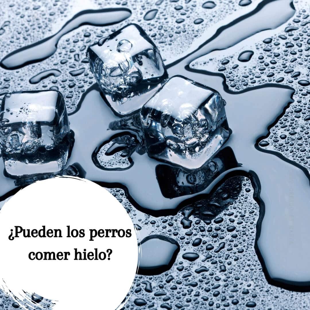 Los perros pueden comer hielo - Todo sobre el hielo y sus efectos