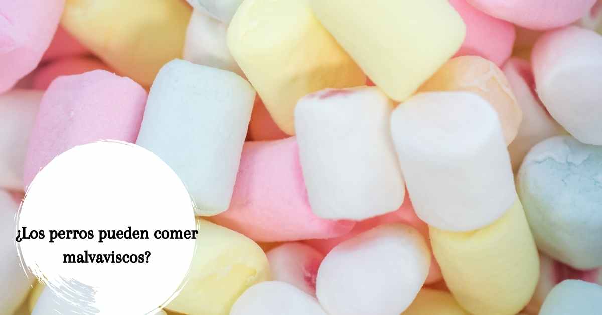 ¿Los perros pueden comer malvaviscos? ¿O son perjudiciales?