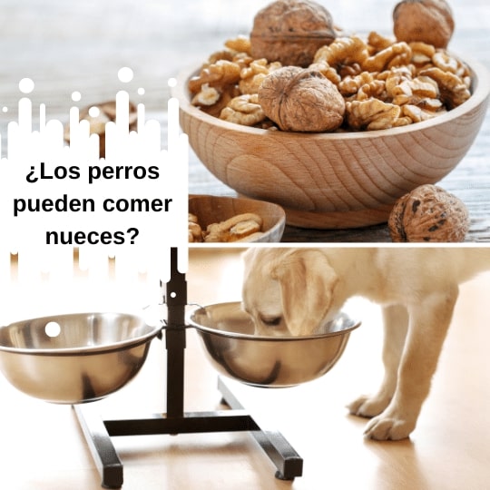¿Los perros pueden comer nueces? ¿Cuándo son venenosas?