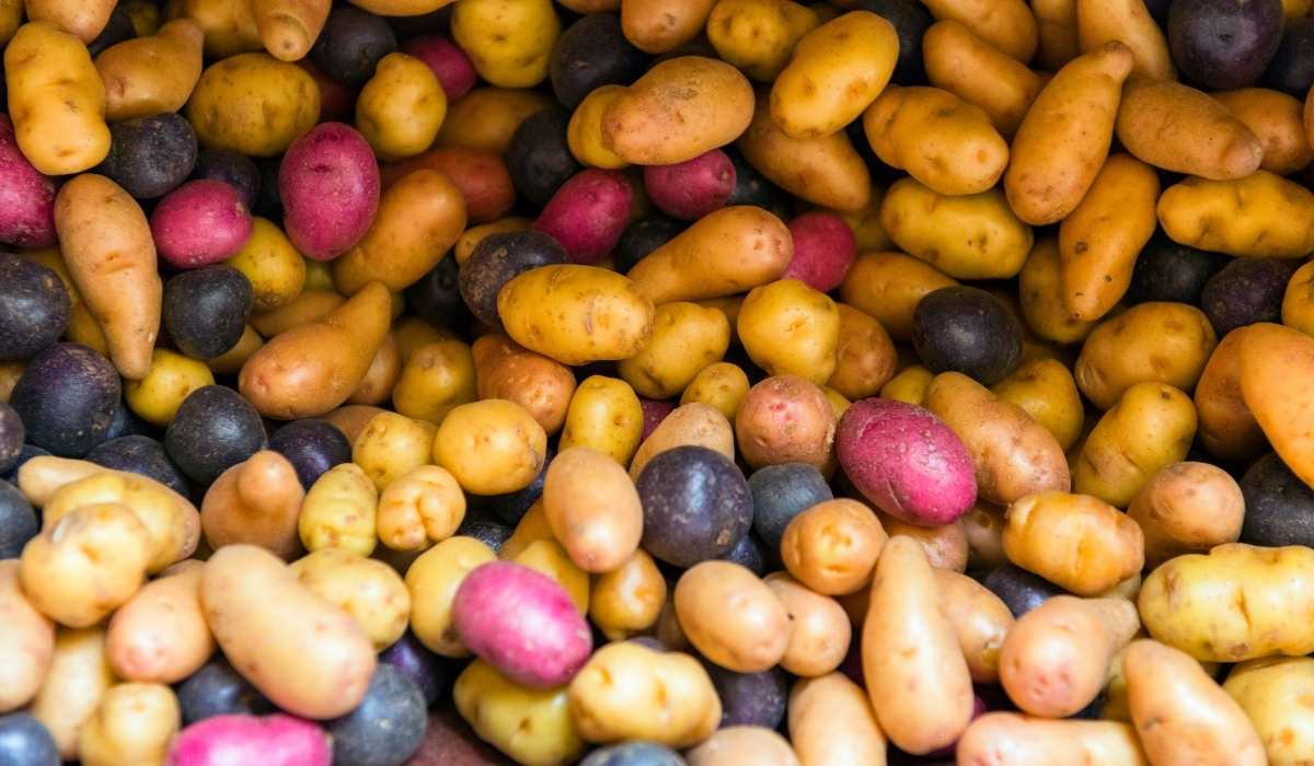 ¿Los perros pueden comer patatas?