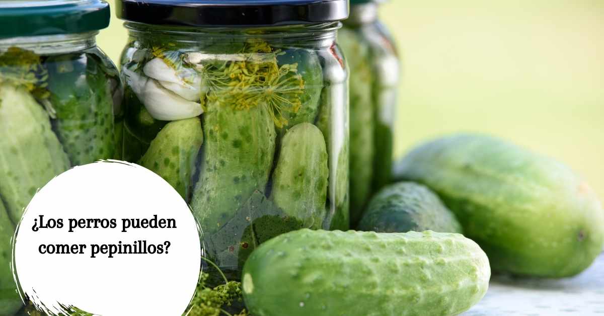 ¿Pueden los perros comer pepinillos?