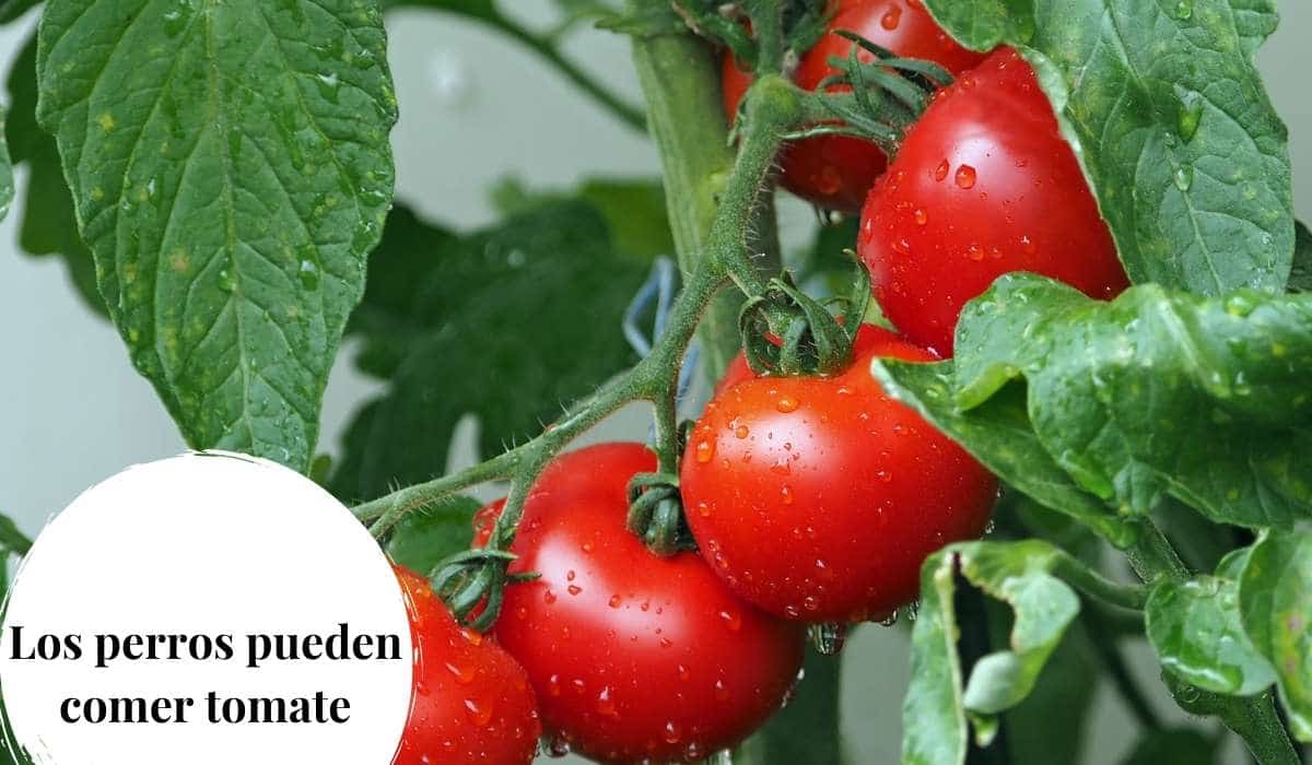 ¿Los perros pueden comer tomate?