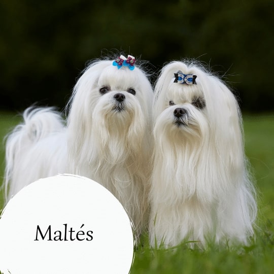 Maltés