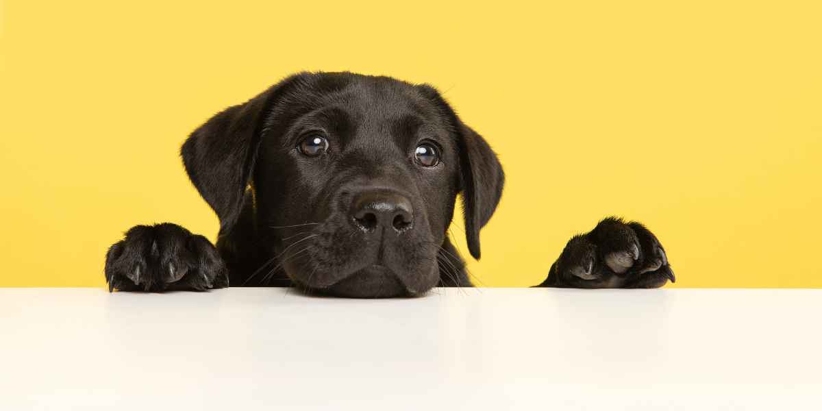 Medidas de seguridad para cachorros en casa y en el exterior