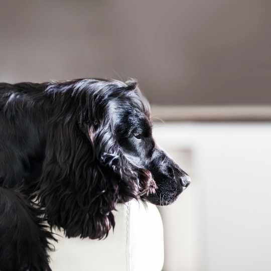 Memoria episódica en perros