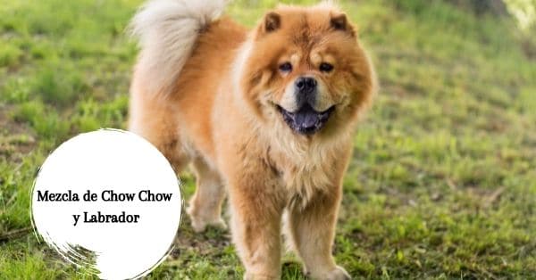 Mezcla de Chow Chow y Labrador