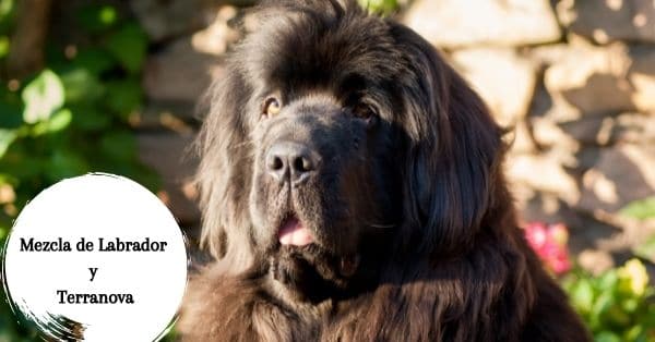 Mezcla de Terranova