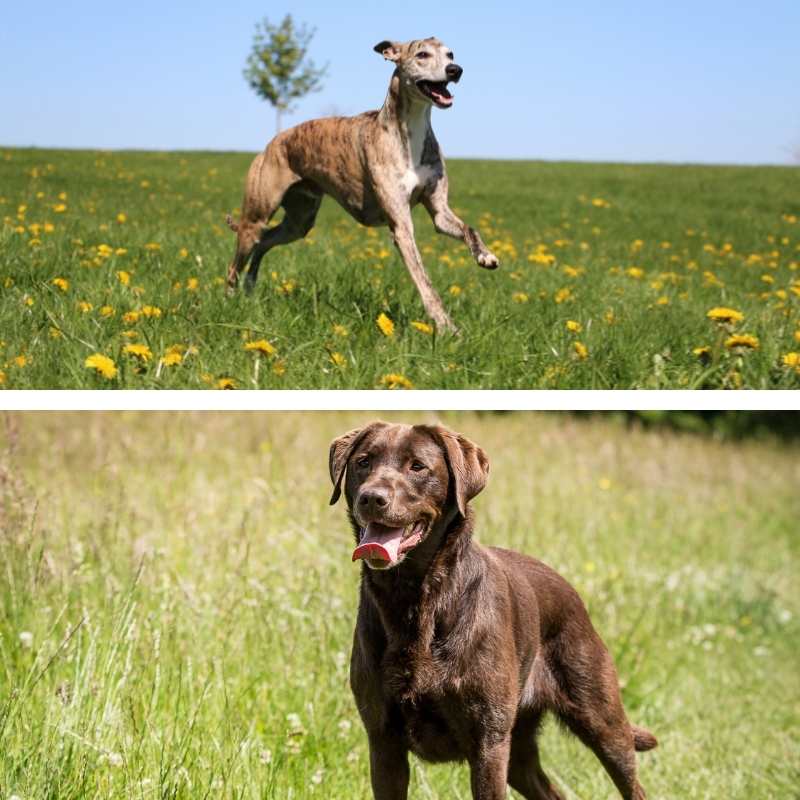 Mezcla de Whippet y Labrador - Guía Completa del Whipador