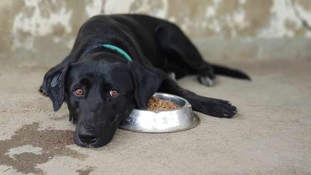 Mi perro no come ni bebe agua