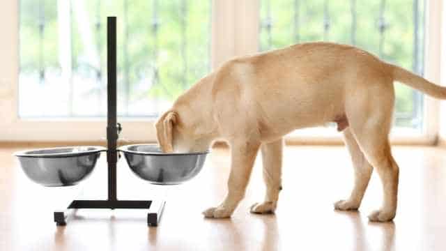 Mi perro no quiere comer pero actúa con normalidad