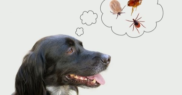 ¿Mi perro puede pegarme las pulgas?