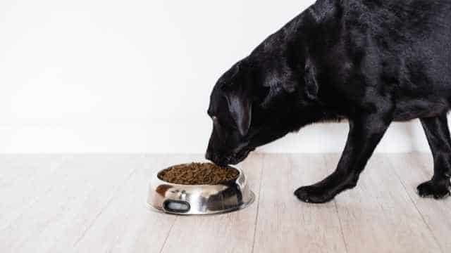 Mi perro senior no come bien