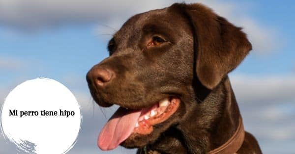 Mi perro tiene hipo 
