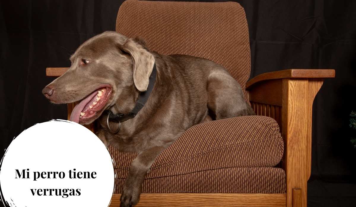 Mi perro tiene verrugas ¿Qué hacer? Causas y tratamientos