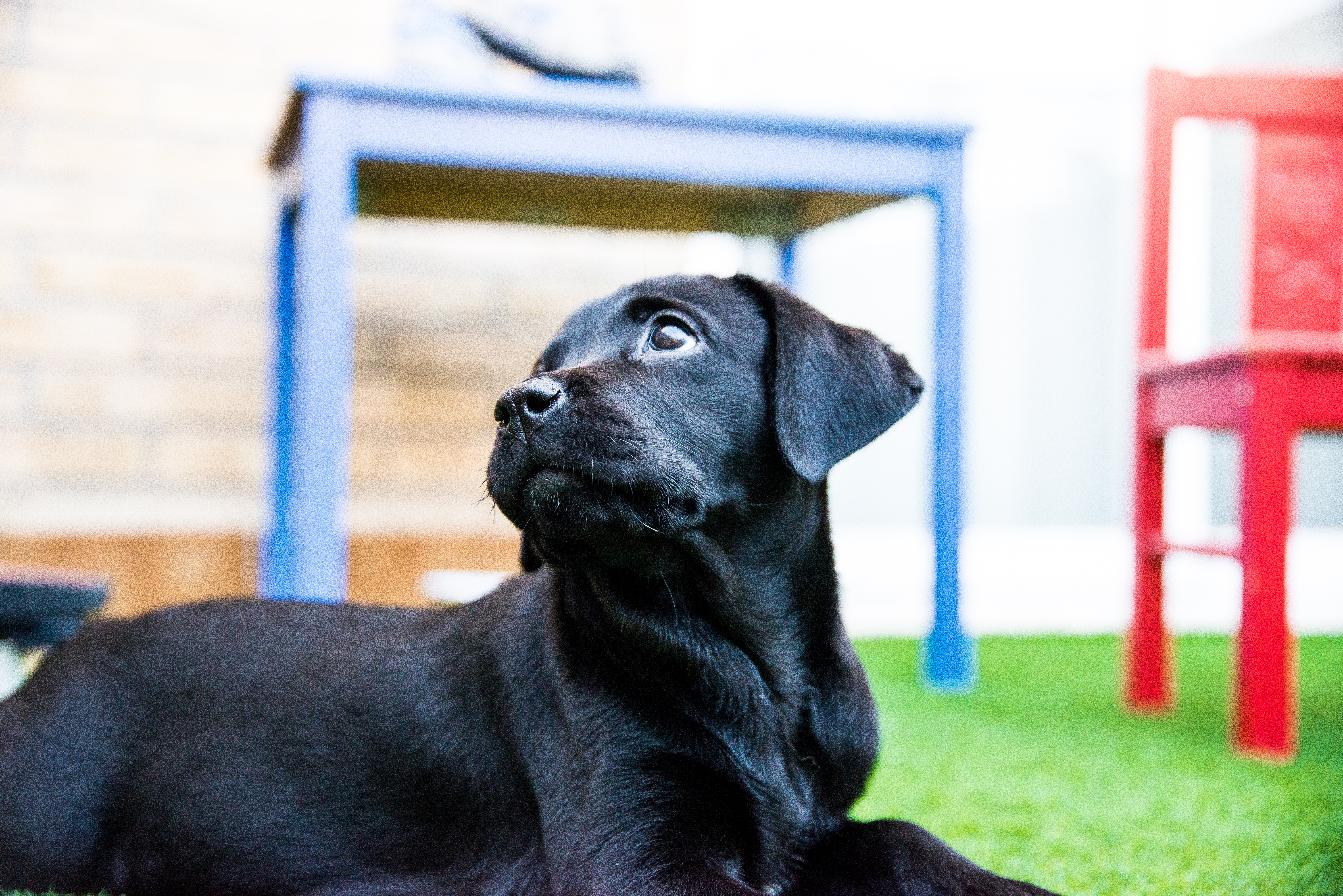 Historia del Labrador Retriever