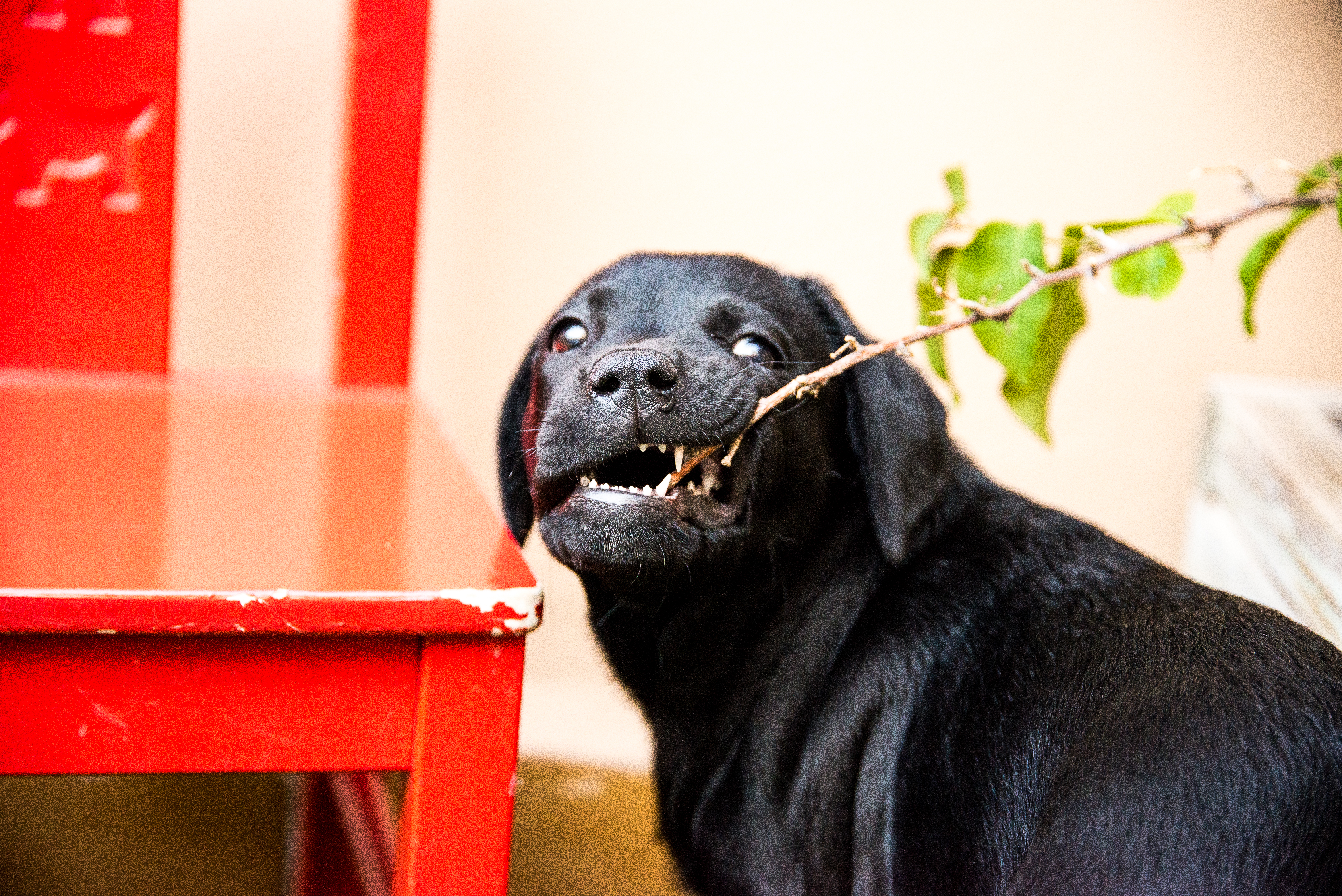 Retriever Labrador: Alimentación de Cachorro y Adultos