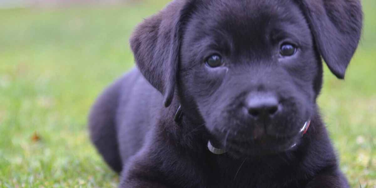 Miopatía hereditaria Canina en el Labrador Retriever