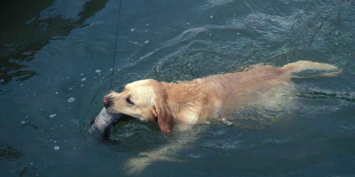 Natación o juegos acuáticos