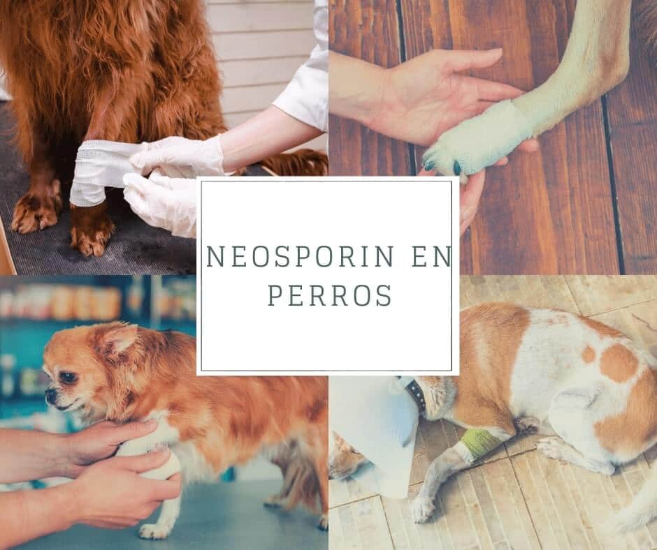 Uso del Neosporin en perros
