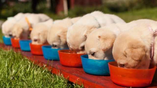 No se come el pienso