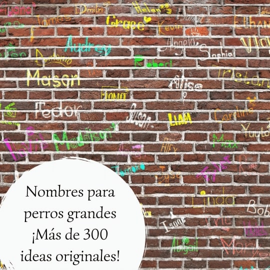 Nombres para perros grandes ¡Más de 300 ideas originales!