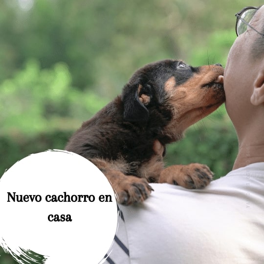 Primer día del cachorro labrador en casa: guía paso a paso