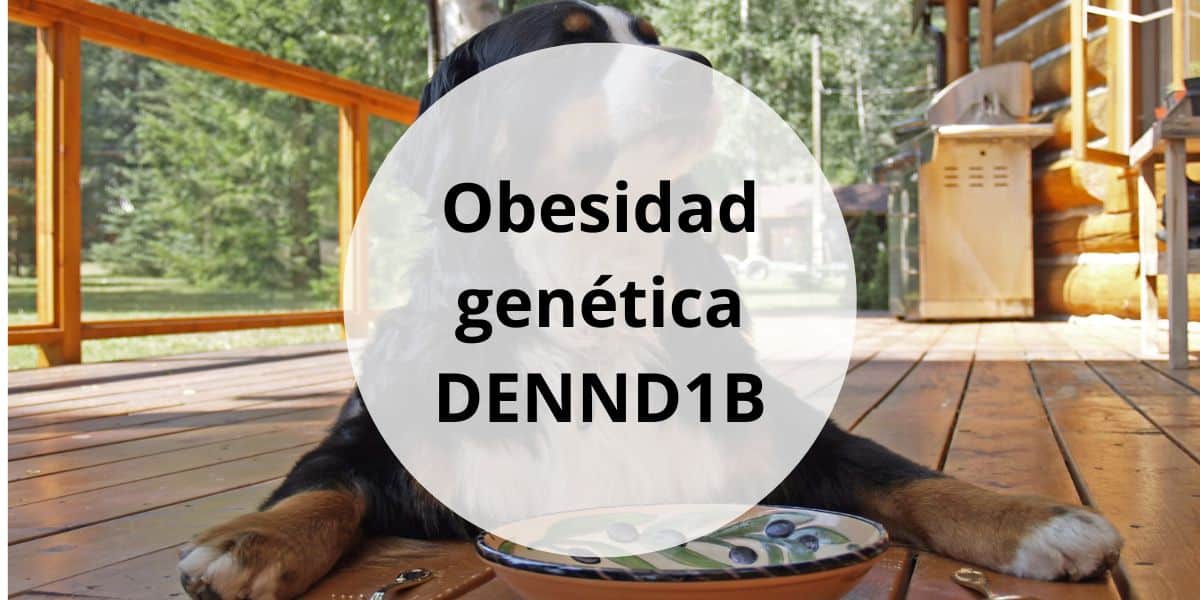 Descubrimiento genético DENND1B que impulsa el apetito en labradores y en humanos