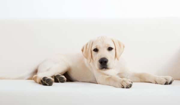 Cómo limpiar las orejas de tu labrador correctamente (paso a paso)