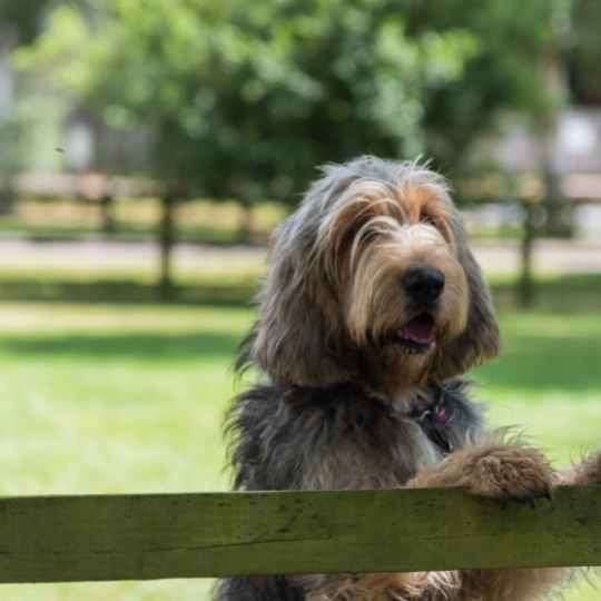Otterhound