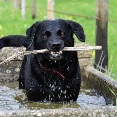 los perros alimentados con alimentos crudos tengan un pelaje más brillante o más energía