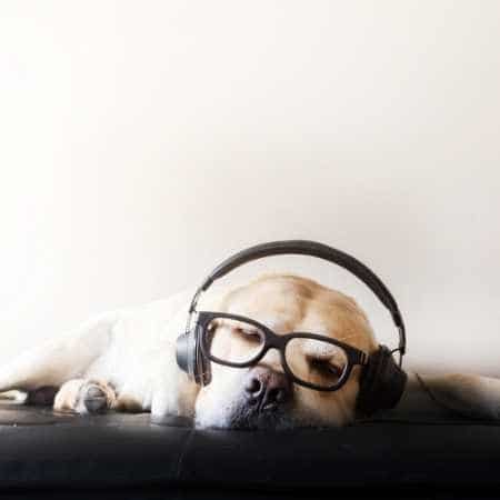 todos los perros duermen con los ojos abiertos