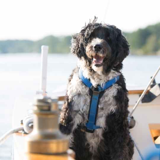 Perro de agua portugués