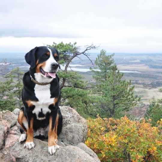 Perro de montaña suizo
