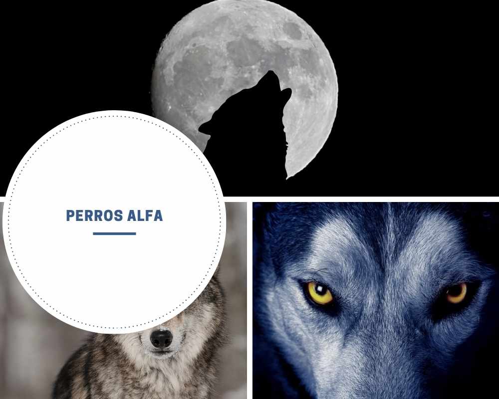 Perros Alfa - Todo sobre los perros dominantes y los líderes de la manada