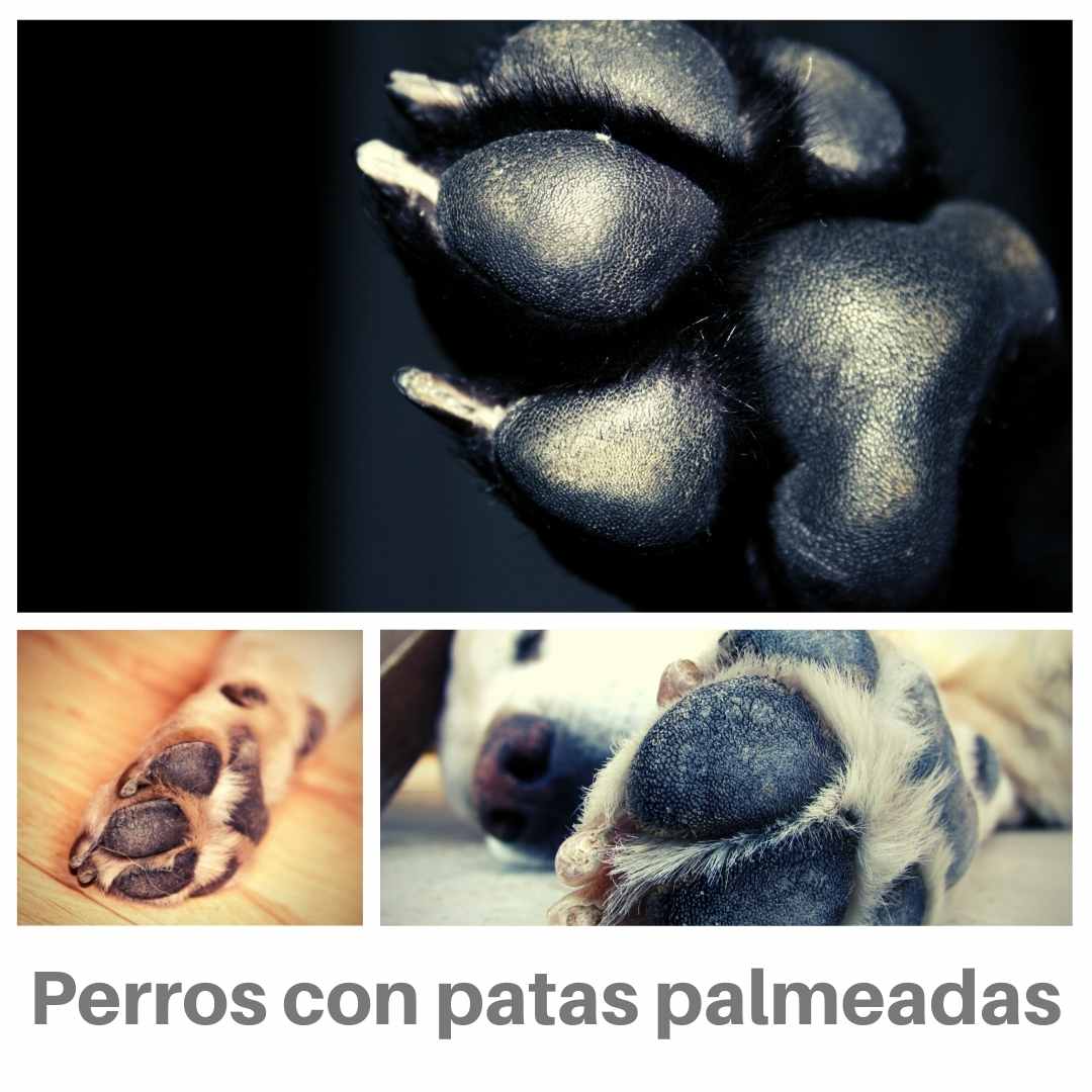 Perros con patas palmeadas: las patas palmeadas del perro