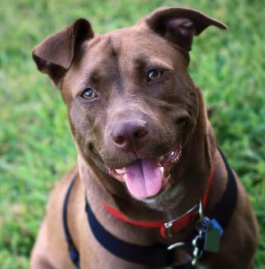 labrador con pitbull