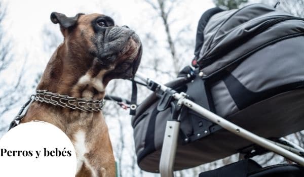 Preparar el encuentro entre perro y bebé