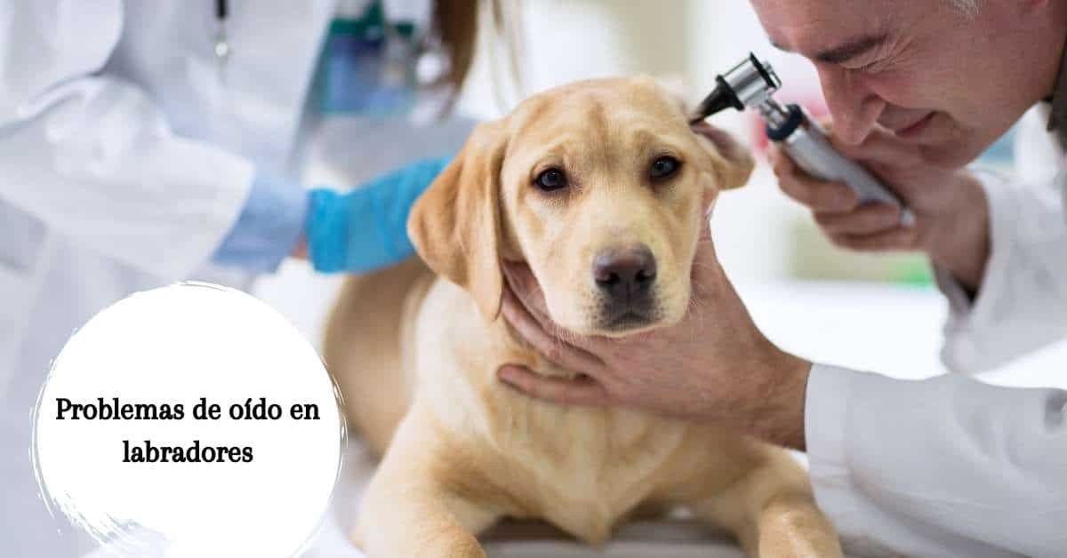 Problemas de oído en labradores